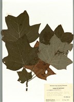 藏品(美國鵝掌楸)的圖片